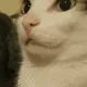 :Cat_shh: